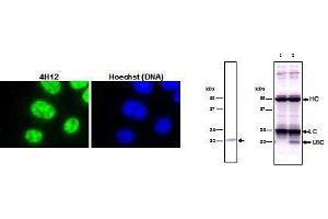 Image no. 1 for anti-Small Nuclear Ribonucleoprotein Polypeptide C (SNRPC) (full length) antibody (ABIN2452159)