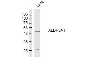 Mouse lung lysates probed with ALDH3A1 Polyclonal Antibody, Unconjugated  at 1:300 dilution and 4˚C overnight incubation.
