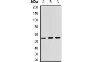 Image no. 3 for anti-Tripartite Motif Containing 21 (TRIM21) antibody (ABIN3198295)