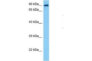 Image no. 2 for anti-Signal Transducer and Activator of Transcription 1, 91kDa (STAT1) (N-Term) antibody (ABIN2780843)