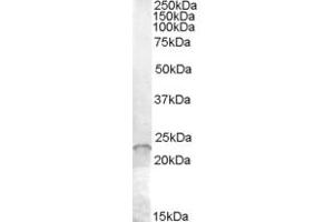 Image no. 1 for anti-ASF1 Anti-Silencing Function 1 Homolog A (S. Cerevisiae) (ASF1A) (Internal Region) antibody (ABIN238543)