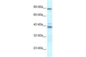 Image no. 1 for anti-T-Box 5 (TBX5) antibody (ABIN2460713)