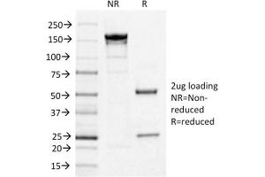 Image no. 1 for anti-Interleukin 3 Receptor, alpha (Low Affinity) (IL3RA) (AA 26-171) antibody (ABIN6939783)