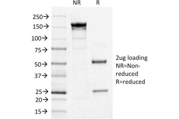 IL3RA anticorps  (AA 26-171)