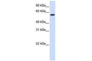 Image no. 1 for anti-UDP Glycosyltransferase 8 (UGT8) (AA 396-445) antibody (ABIN6740926)