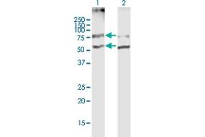 Image no. 1 for anti-Solute Carrier Family 19 (Thiamine Transporter), Member 2 (SLC19A2) (AA 1-497) antibody (ABIN1327543)