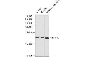 Surfactant Protein C 抗体