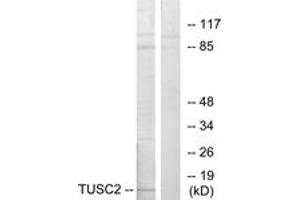 Image no. 1 for anti-Tumor Suppressor Candidate 2 (TUSC2) (AA 41-90) antibody (ABIN1533546)