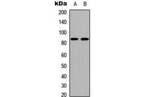 Image no. 2 for anti-Cadherin 19 (CDH19) (Center) antibody (ABIN2705641)
