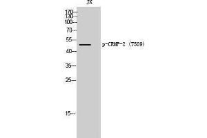 Image no. 1 for anti-Dihydropyrimidinase-Like 2 (DPYSL2) (pThr509) antibody (ABIN3182693)