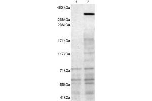 Image no. 2 for anti-Neurobeachin (NBEA) (C-Term) antibody (ABIN334444)