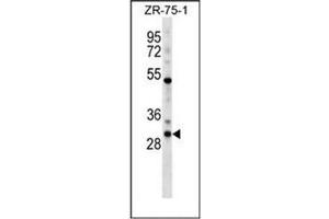 Image no. 1 for anti-Homeobox D1 (HOXD1) (AA 13-43), (N-Term) antibody (ABIN952782)