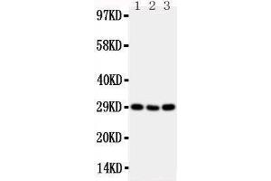 Image no. 3 for anti-Tumor Necrosis Factor Receptor Superfamily, Member 4 (TNFRSF4) (AA 29-47), (N-Term) antibody (ABIN3042883)