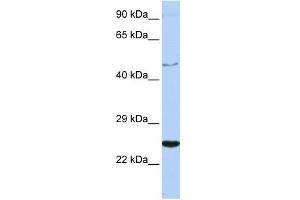 Image no. 1 for anti-Cytokine Receptor-Like Factor 1 (CRLF1) (Middle Region) antibody (ABIN2774902)