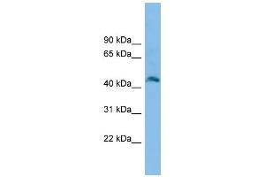 Image no. 1 for anti-Family with Sequence Similarity 172, Member A (Fam172a) (N-Term) antibody (ABIN2780186)