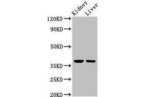 TAF8 antibody  (AA 122-311)