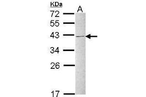 Image no. 1 for anti-Heterogeneous Nuclear Ribonucleoprotein C (C1/C2) (HNRNPC) (Center) antibody (ABIN2856905)