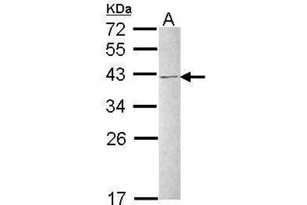 anti-Heterogeneous Nuclear Ribonucleoprotein C (C1/C2) (HNRNPC) (Center) antibody