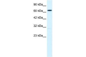 Image no. 1 for anti-Potassium Intermediate/small Conductance Calcium-Activated Channel, Subfamily N, Member 2 (KCNN2) (C-Term) antibody (ABIN2776144)