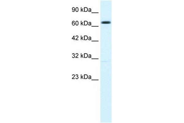 KCNN2 Antikörper  (C-Term)