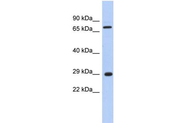 anti-AKT Interacting Protein (AKTIP) (Middle Region) antibody