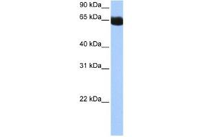Image no. 1 for anti-NOP2/Sun Domain Family, Member 6 (NSUN6) (N-Term) antibody (ABIN633557)
