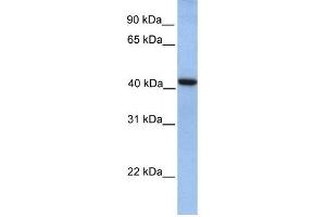 Image no. 1 for anti-GDP-Mannose Pyrophosphorylase A (GMPPA) (N-Term) antibody (ABIN631606)