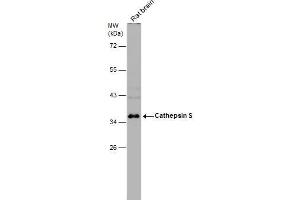 Image no. 1 for anti-Cathepsin S (CTSS) (Center) antibody (ABIN2855742)