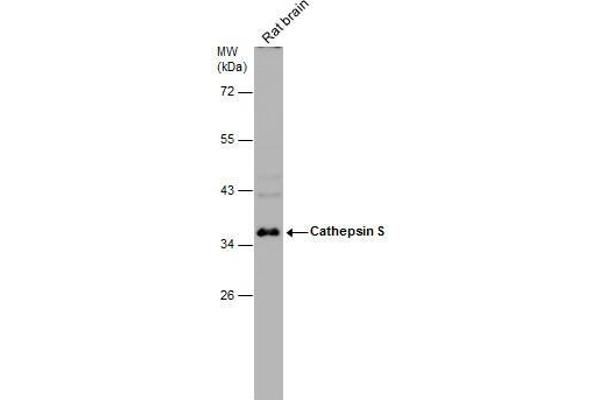 anti-Cathepsin S (CTSS) (Center) antibody