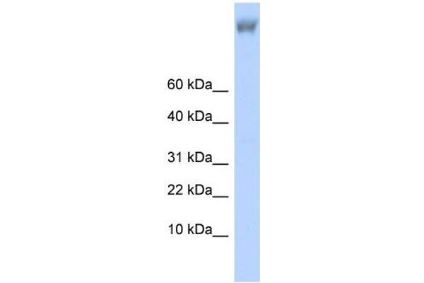 anti-Zinc Finger Protein 644 (ZNF644) (Middle Region) antibody