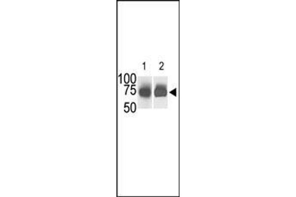 anti-Sphingosine Kinase 2 (SPHK2) (AA 1-30), (N-Term) antibody
