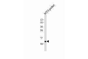Image no. 5 for anti-Neurotrophin 3 (NTF3) (AA 152-184), (C-Term) antibody (ABIN392181)