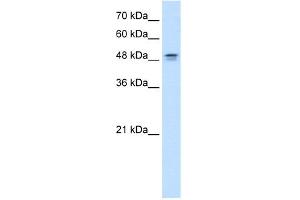Image no. 1 for anti-Dihydroorotate Dehydrogenase (DHODH) (N-Term) antibody (ABIN2777041)