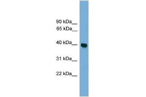 Image no. 3 for anti-Guanine Nucleotide Binding Protein (G Protein), alpha Inhibiting Activity Polypeptide 3 (GNAI3) (Middle Region) antibody (ABIN2787874)