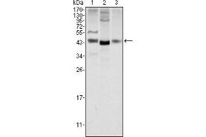 Image no. 1 for anti-Wingless-Type MMTV Integration Site Family, Member 1 (WNT1) antibody (ABIN969458)