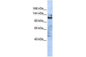 Image no. 1 for anti-Zinc Finger Protein 451 (ZNF451) (C-Term) antibody (ABIN2780975)