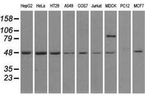 Image no. 1 for anti-LEM Domain Containing 3 (LEMD3) antibody (ABIN2724624)