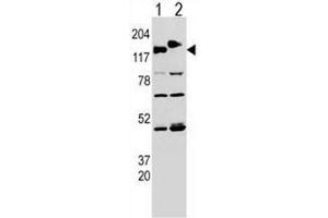 Image no. 2 for anti-Cytoplasmic Linker Associated Protein 2 (CLASP2) (AA 1005-1034) antibody (ABIN951541)