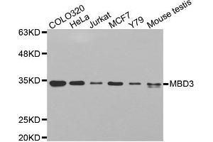 Image no. 1 for anti-Methyl-CpG Binding Domain Protein 3 (MBD3) antibody (ABIN5664025)