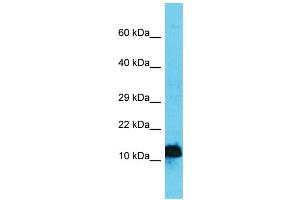 Image no. 1 for anti-Adaptor Related Protein Complex 4 sigma 1 (AP4s1) (N-Term) antibody (ABIN2784859)