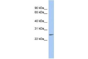 LYPD5 anticorps  (N-Term)