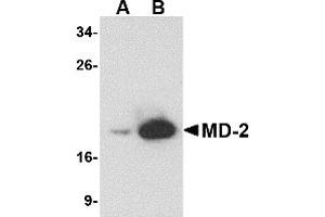 Image no. 1 for anti-Lymphocyte Antigen 96 (LY96) (AA 2-160) antibody (ABIN492533)