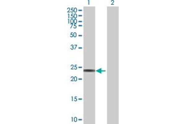RPE antibody  (AA 1-228)