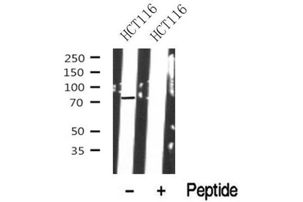 anti-Polo-Like Kinase 1 Substrate 1 (PLK1S1) (Internal Region) antibody