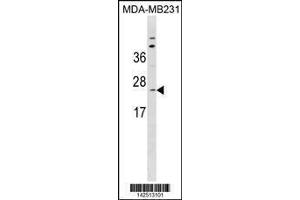 Image no. 1 for anti-SEC11 Homolog A (SEC11A) (AA 95-123) antibody (ABIN1881775)