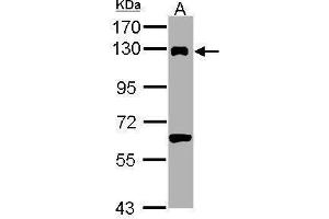 WB Image Sample (30 ug of whole cell lysate) A: PC-12 7.