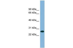Image no. 1 for anti-serine/arginine-Rich Splicing Factor 12 (SRSF12) (Middle Region) antibody (ABIN2776616)