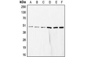 Image no. 1 for anti-COP9 Signalosome Complex Subunit 3 (COPS3) (Center) antibody (ABIN2705926)