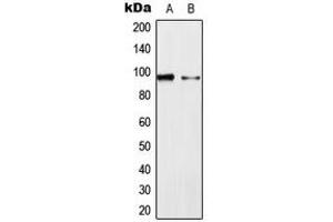 Image no. 3 for anti-Mitogen-Activated Protein Kinase 6 (MAPK6) (Center) antibody (ABIN2706126)