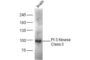 Image no. 2 for anti-Phosphoinositide-3-Kinase, Class 3 (PIK3C3) (AA 301-400) antibody (ABIN754708)